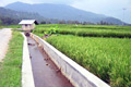 Lahan pertanian di Sukabumi tinggal 1.752 hektare