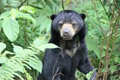 Penyadap karet diserang Beruang liar