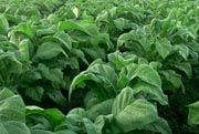 Puskindo tolak diversifikasi tanaman tembakau