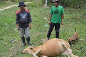 Puluhan sapi di enam desa mati mendadak