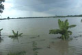 Hujan deras, puluhan hektare sawah terendam