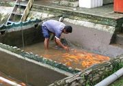 Banjir, pembudidaya ikan Kulonprogo rugi ratusan juta