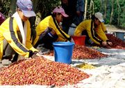 Pendapatan petani kopi Sumsel terancam menurun