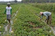 BPS catat keuntungan petani naik 0,85 persen