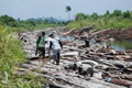 Illegal logging marak di Rawas Ilir