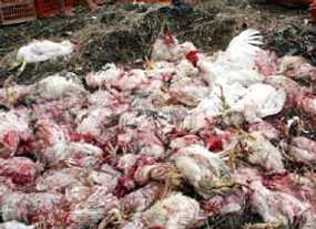 Flu burung serang 4 kecamatan, ribuan ayam mati