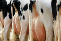 Sapi bunting tua, produksi susu perahan menurun