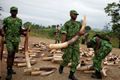 Sejak 2004, pemburu liar sudah bantai 11 ribu gajah di Gabon