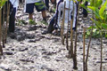 Cegah abrasi, Kulonprogo tanam mangrove