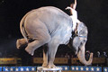 Rencananya, gajah sirkus akan dikembalikan ke Lampung