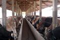 DIY batasi penjualan sapi ke luar daerah