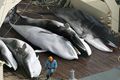 Jepang akan teruskan perburuan ikan paus