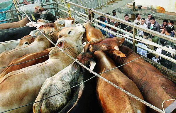 Lelang impor daging sapi dikhawatirkan ciptakan kartel