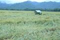 Hujan deras, puluhan hektare padi rebah