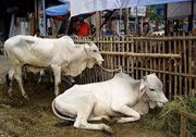 Indonesia kekurangan sapi jantan