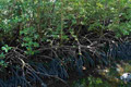 Hutan mangrove dibabat perusahan kelapa sawit