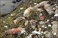 Sudah 6.000 bangkai babi ditemukan di Sungai Shanghai
