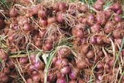 Bawang merah terkena efek psikologis bawang putih