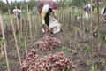 Petani bawang merah Kulonprogo panen lebih dini