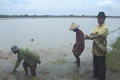 Banjir, petani terpaksa panen dini