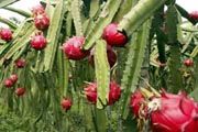 Petani sumringah pemerintah hentikan impor buah