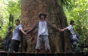 Inilah pohon ulin terbesar di dunia