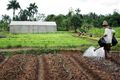 Pemerintah-IFAD akan pacu pertanian Indonesia