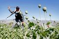 Afghanistan berencana musnahkan 15 ribu hektar ladang opium