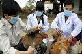Tiga warga Taiwan suspect flu burung