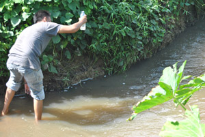 Kolam limbah sawit bocor, Sungai Laru tercemar