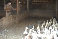 Jabar antisipasi flu burung Cina