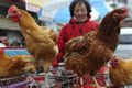 WHO dukung Vietnam hadapi virus flu burung H7N9