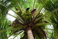 Kulonprogo perluas areal kelapa 150 ha/tahun