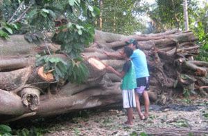 Penebangan ilegal 5 pohon usia puluhan tahun disesalkan