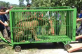 2 harimau Bengala asal KBR tiba di Medan