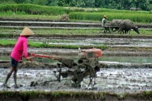 Revitalisasi pertanian, Sulbar akan tiru Cina