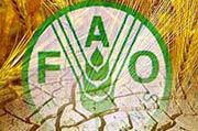 FAO: Masalah makanan bebani ekonomi dunia