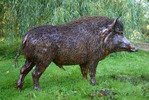 Ngamuk, Babi hutan serang Pasutri, 1 tewas