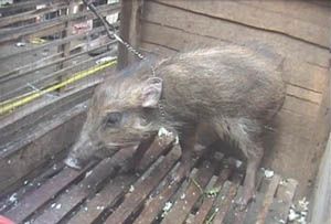 Warga Jombang dihebohkan penangkapan babi ngepet