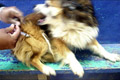 Digigit anjing rabies, petugas Dinas Peternakan tewas