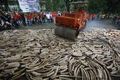 Filipina hancurkan 5 ton gading gajah selundupan