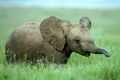 Warga Blang Pante selamatkan bayi gajah
