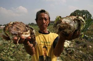 Anomali cuaca, tanaman kubis di Banjarnegara membusuk