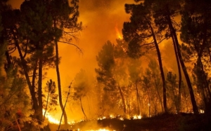 Polisi telah tangkap 8 pelaku pembakaran lahan di Riau