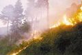 3 Heli jinakkan api di Rohil Riau