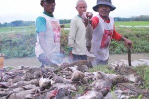 Petani di Empatlawang keluhkan hama tikus