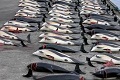 Australia perangi penangkapan ikan paus Jepang di Mahkamah Internasional