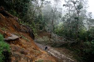 Menyusut drastis, hutan Riau terancam punah
