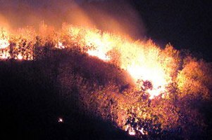 Lagi, 10 pembakar hutan di Riau tertangkap