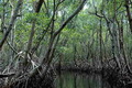 Ratusan hektare pohon mangrove di Polman dirusak